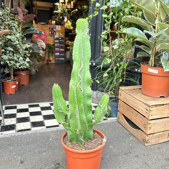 Euphorbia Erytrea Canarias plant also known as the Cowboy Cactus in front of Urban Tropicana’s shop in Chiswick London