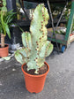 An Euphorbia Erytrea Variegata plant in front of Urban Tropicana&