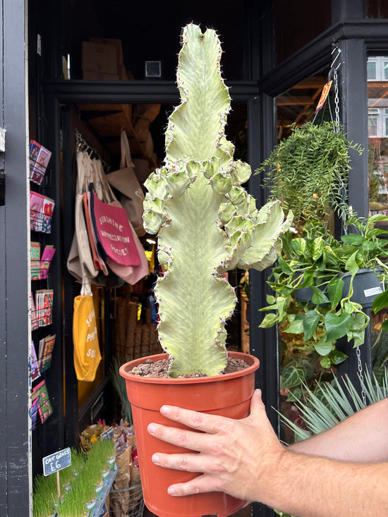 
A euphorbia erytrea variegata plant in front of Urban Tropicana’s plant shop in Chiswick, London