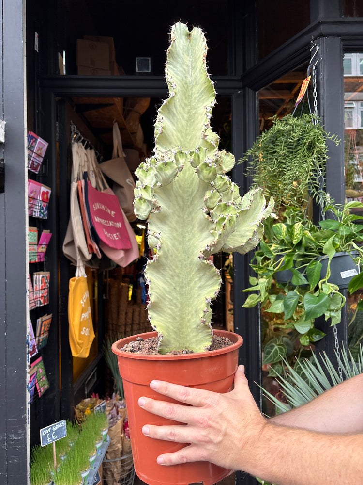 
A euphorbia erytrea variegata plant in front of Urban Tropicana’s plant shop in Chiswick, London