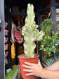 
A euphorbia erytrea variegata plant in front of Urban Tropicana’s plant shop in Chiswick, London