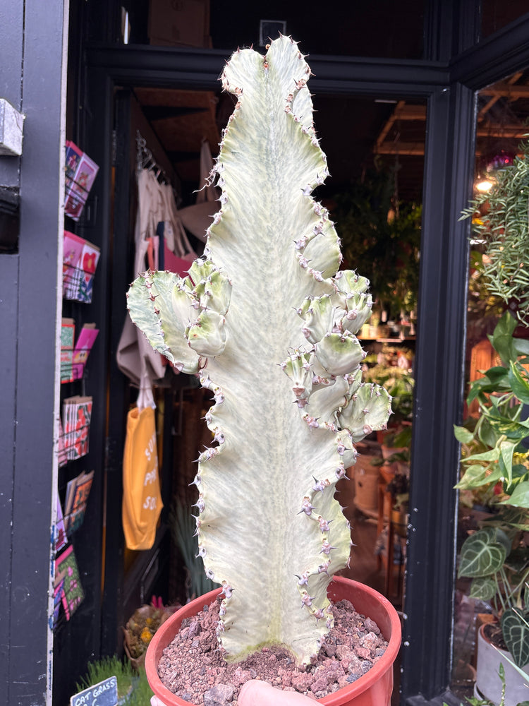 
A euphorbia erytrea variegata plant in front of Urban Tropicana’s plant shop in Chiswick, London