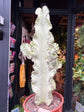 
A euphorbia erytrea variegata plant in front of Urban Tropicana’s plant shop in Chiswick, London