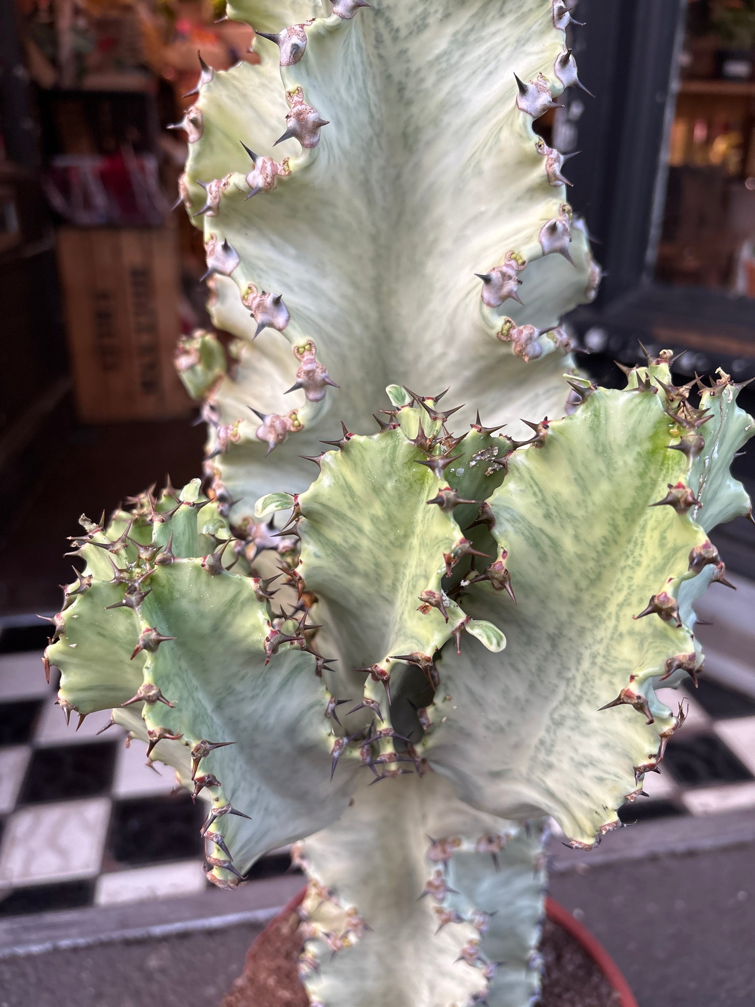 A Euphorbia Erytrea Variegata plant in front of Urban Tropicana&