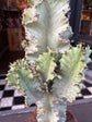 A Euphorbia Erytrea Variegata plant in front of Urban Tropicana&