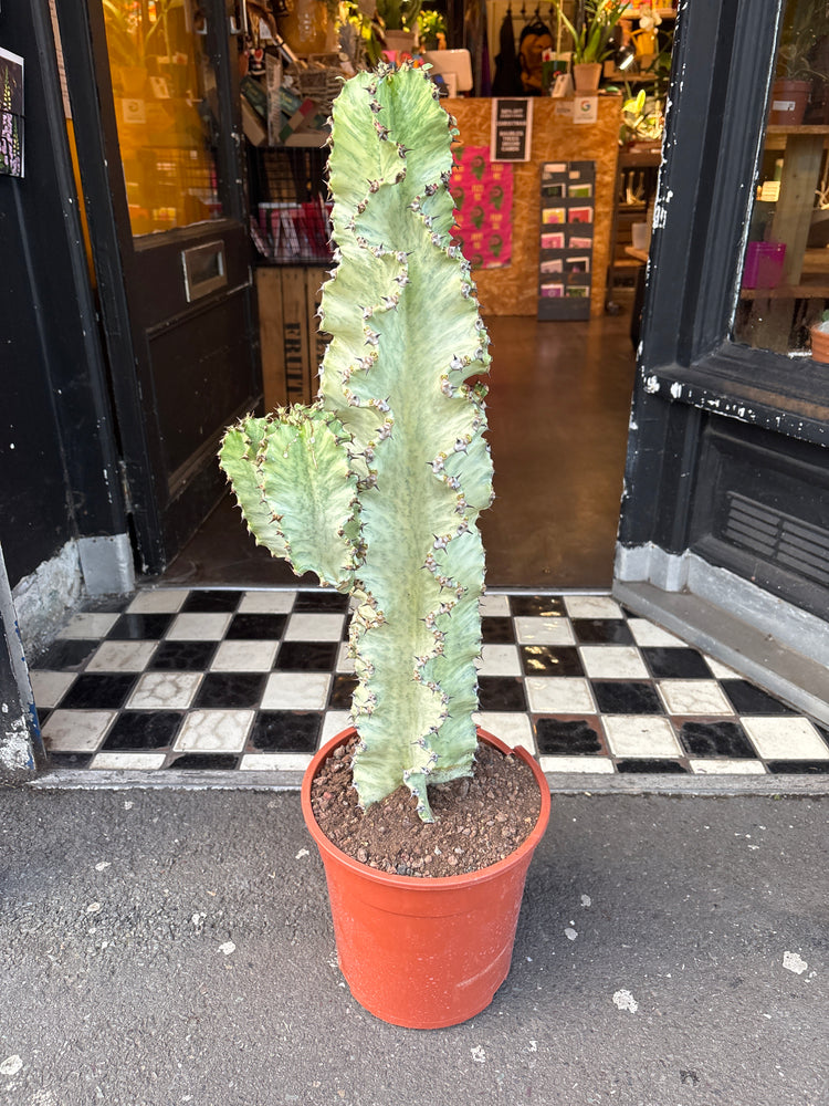 A Euphorbia Erytrea Variegata plant in front of Urban Tropicana&