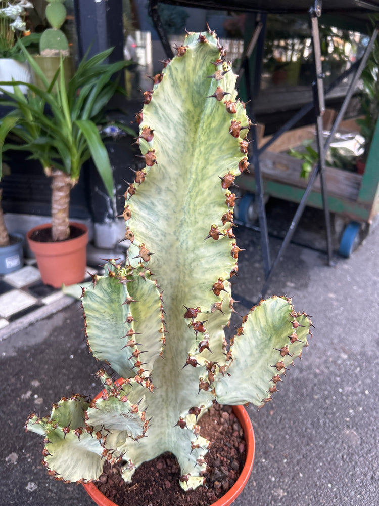 An Euphorbia Erytrea Variegata plant in front of Urban Tropicana&