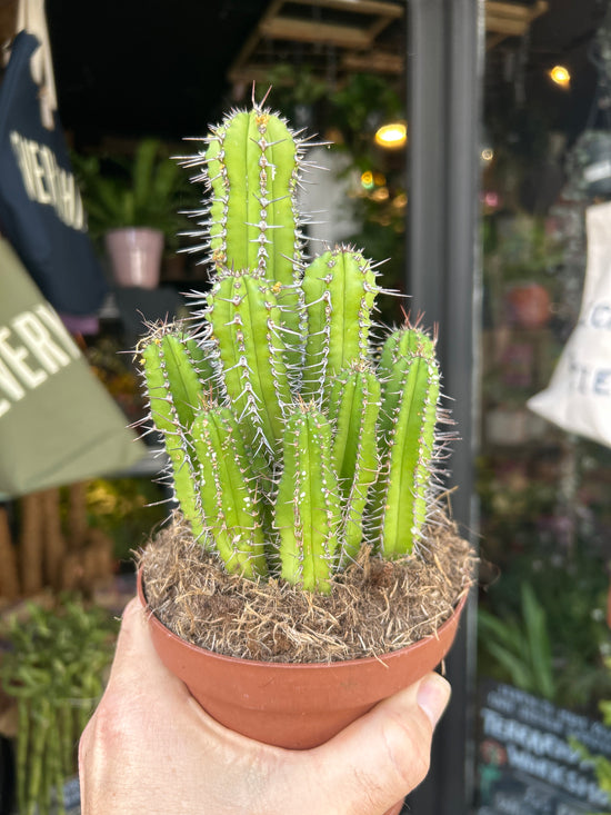 Euphorbia fructicosa succulent in 13cm pot outside Urban Tropicana plant shop in Chiswick, London