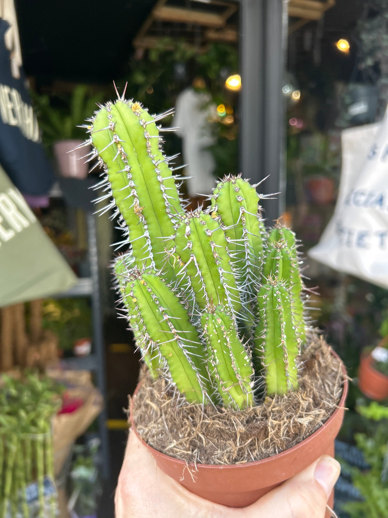 Euphorbia fructicosa succulent in 13cm pot outside Urban Tropicana plant shop in Chiswick, London