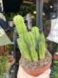 Euphorbia fructicosa succulent in 13cm pot outside Urban Tropicana plant shop in Chiswick, London