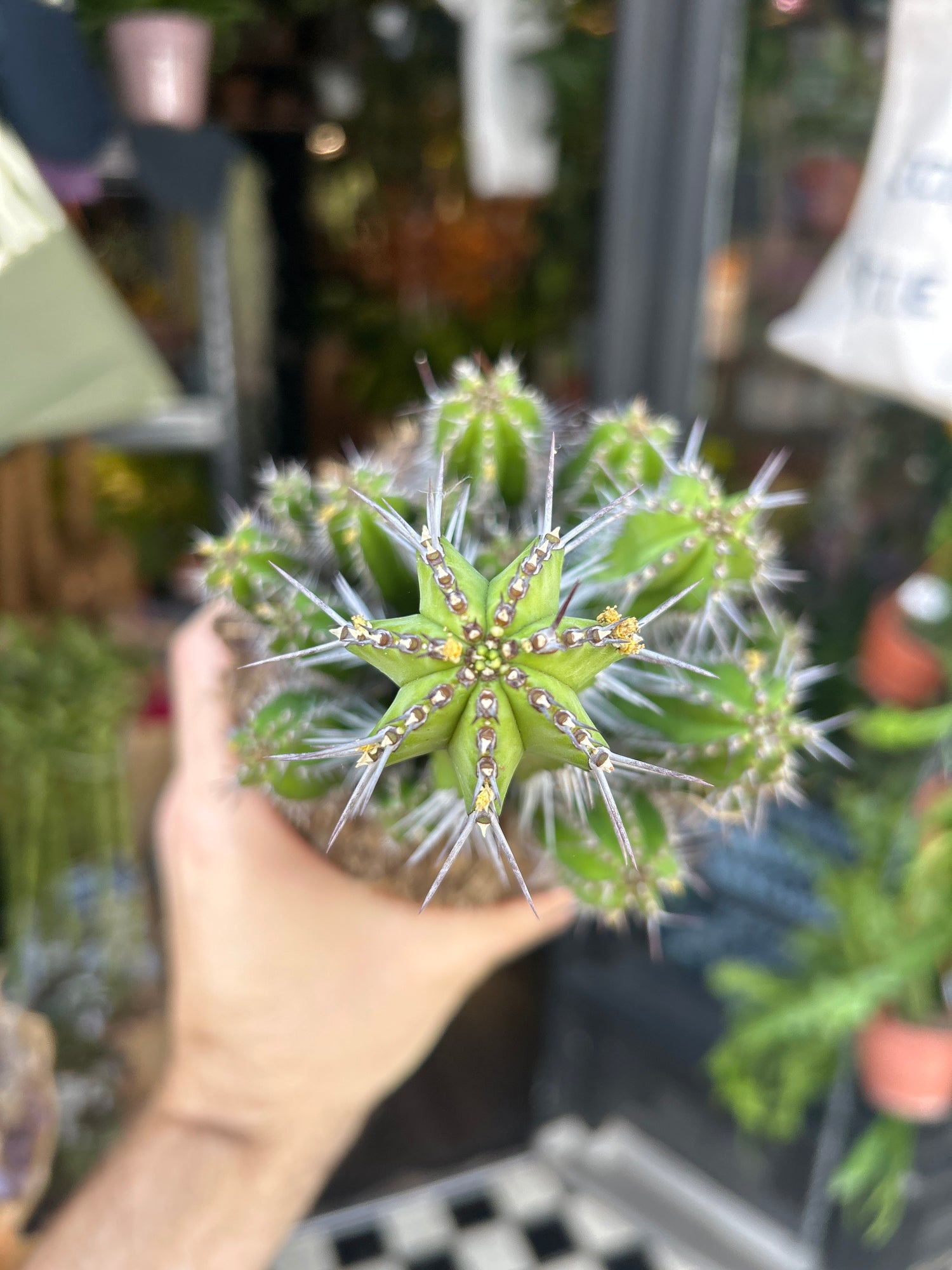 Euphorbia fructicosa succulent in 13cm pot outside Urban Tropicana plant shop in Chiswick, London