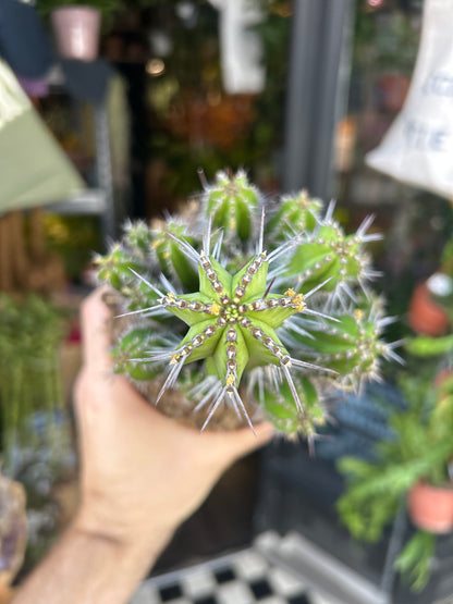 Euphorbia fructicosa succulent in 13cm pot outside Urban Tropicana plant shop in Chiswick, London