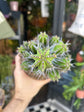 Euphorbia fructicosa succulent in 13cm pot outside Urban Tropicana plant shop in Chiswick, London