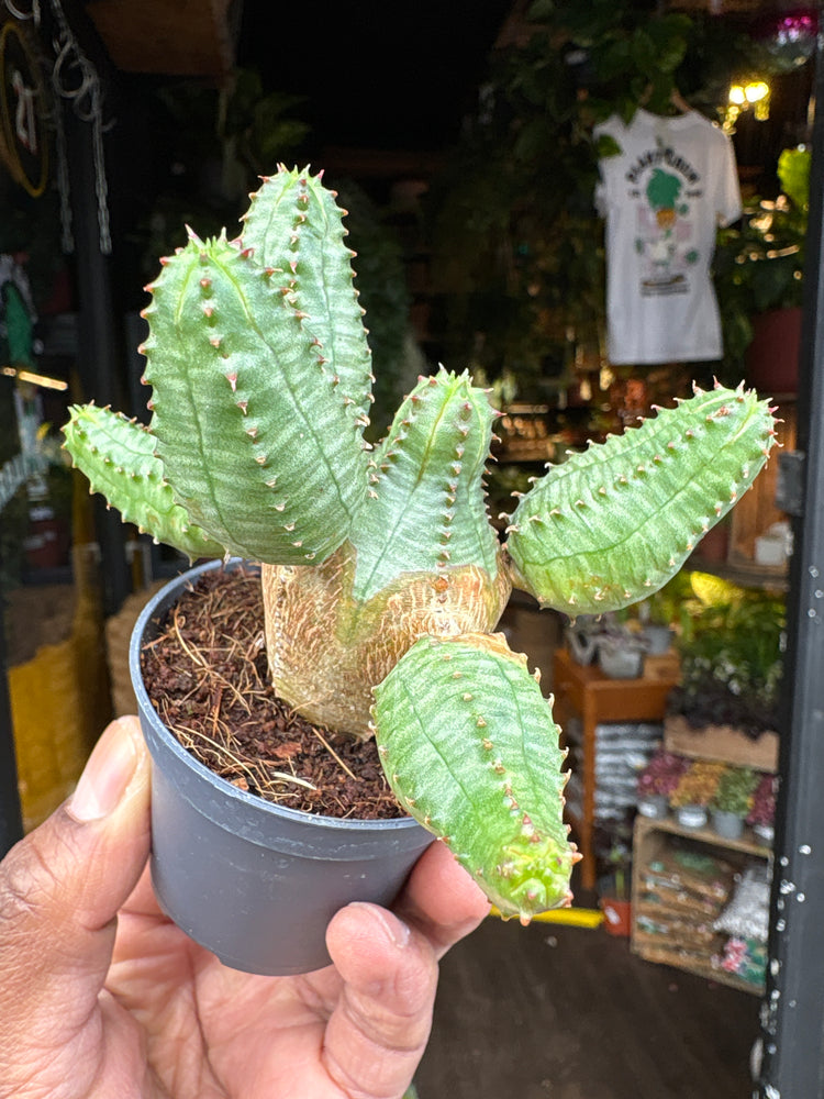 Euphorbia globosa succulent in 6cm pot outside Urban Tropicana plant shop in Chiswick, London