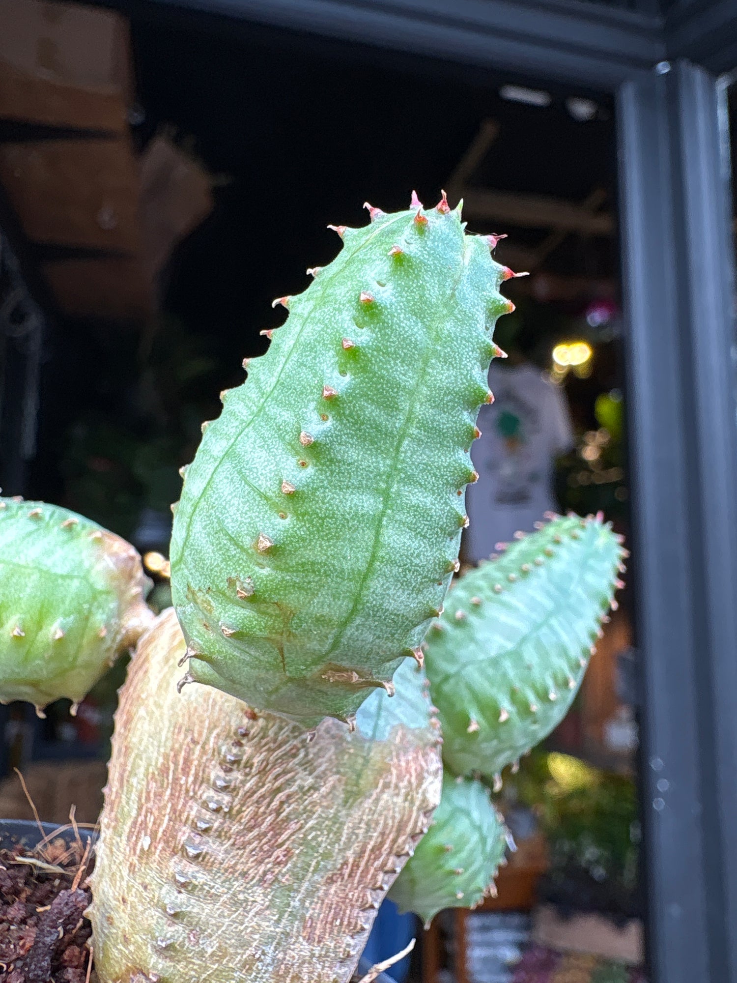 Euphorbia globosa succulent in 6cm pot outside Urban Tropicana plant shop in Chiswick, London