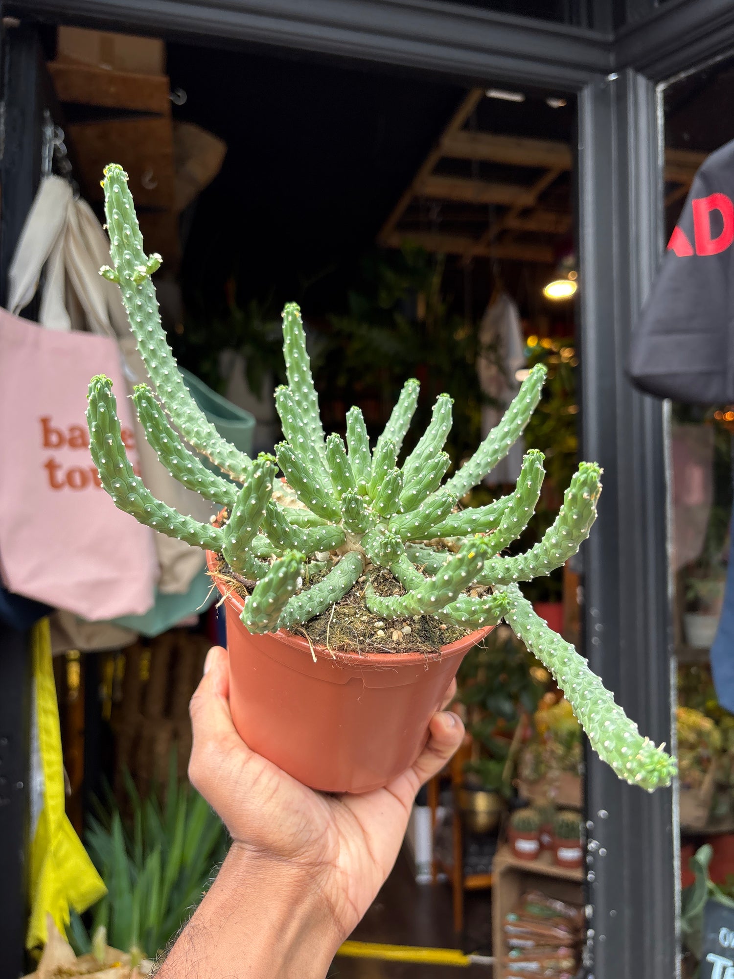 A Euphorbia Inermis plant in front of Urban Tropicana’s plant shop in Chiswick, London