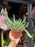 A Euphorbia Inermis plant in front of Urban Tropicana’s plant shop in Chiswick, London