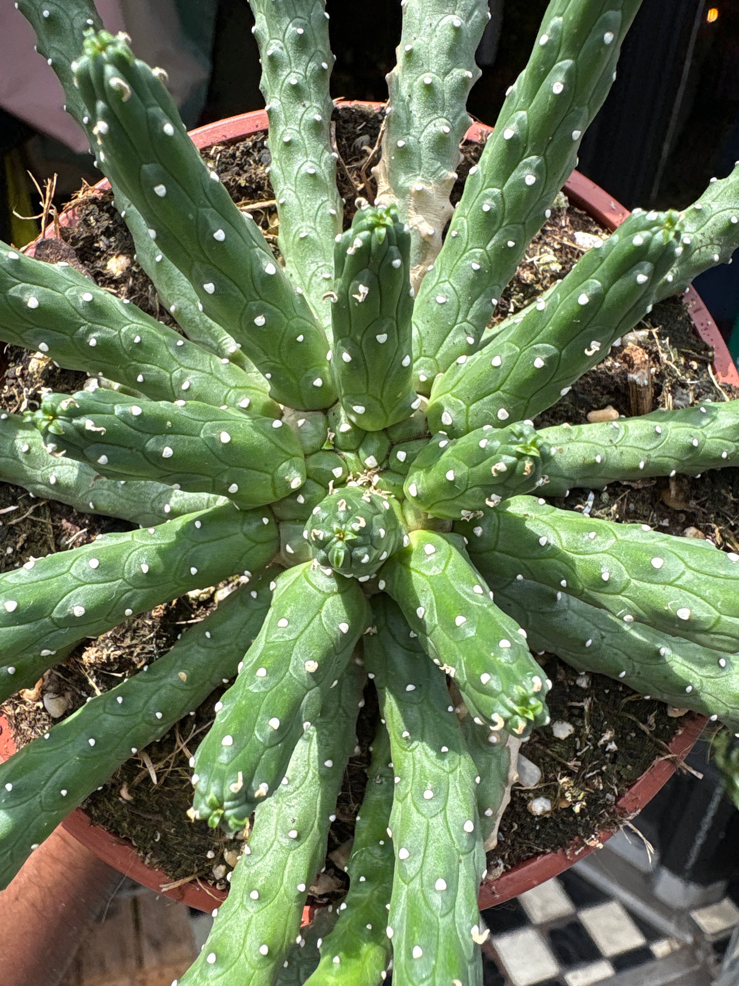 A Euphorbia Inermis plant in front of Urban Tropicana’s plant shop in Chiswick, London