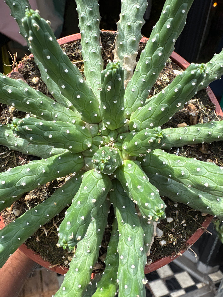 A Euphorbia Inermis plant in front of Urban Tropicana’s plant shop in Chiswick, London