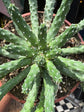 A Euphorbia Inermis plant in front of Urban Tropicana’s plant shop in Chiswick, London