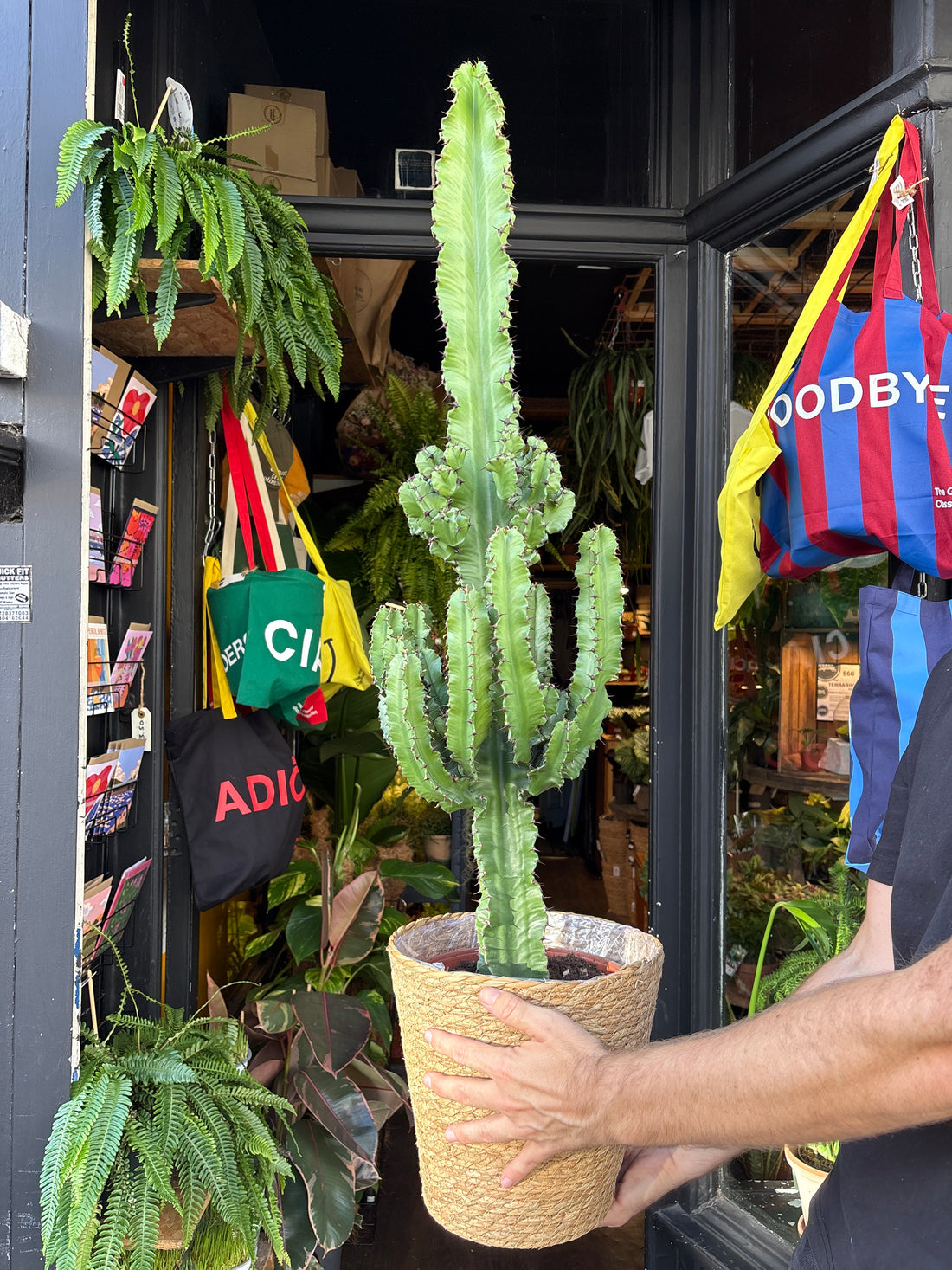 Euphorbia ingens succulent in 24cm pot outside Urban Tropicana plant shop in Chiswick, London