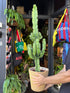Euphorbia ingens succulent in 24cm pot outside Urban Tropicana plant shop in Chiswick, London