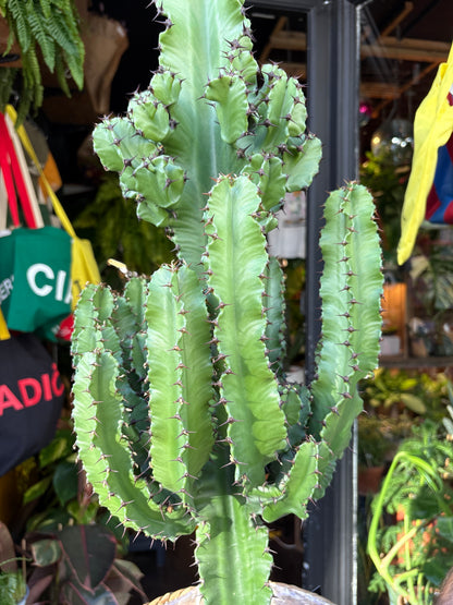 Euphorbia ingens succulent in 24cm pot outside Urban Tropicana plant shop in Chiswick, London