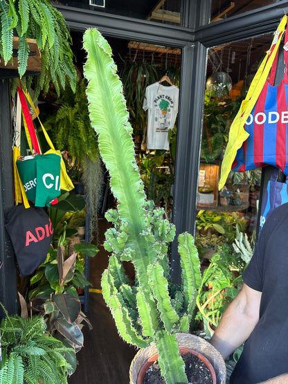 Euphorbia ingens succulent in 24cm pot outside Urban Tropicana plant shop in Chiswick, London