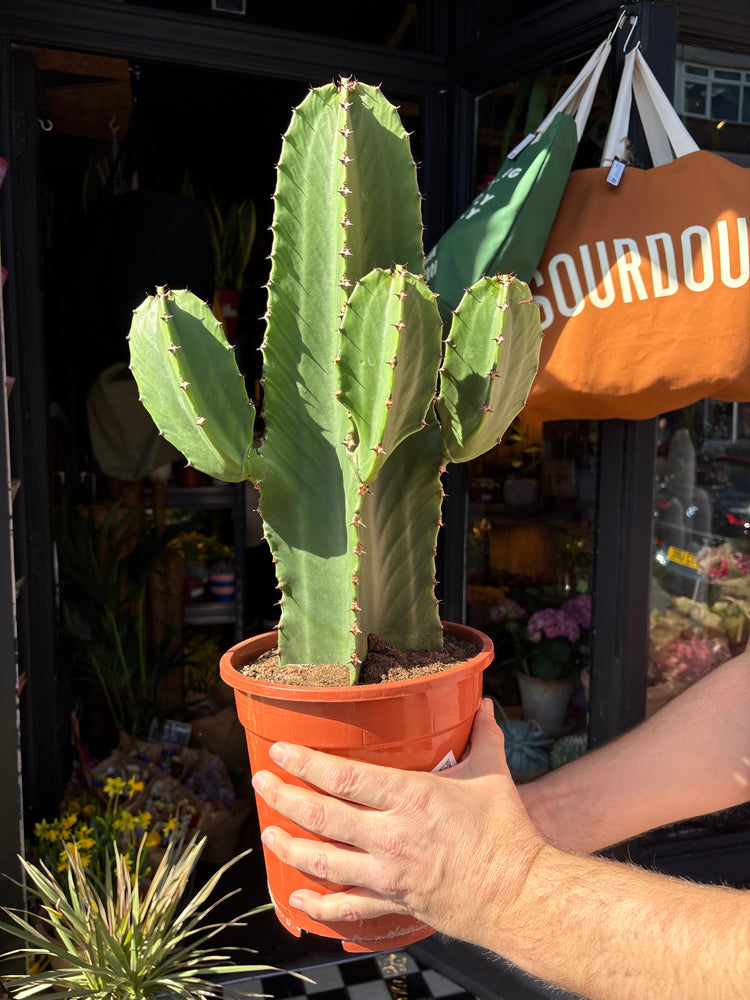 Euphorbia ingens ‘Canarias’ with tall, columnar green stems and prominent spiny ridges, displayed in a nursery pot at Urban Tropicana plant shop, Chiswick, London