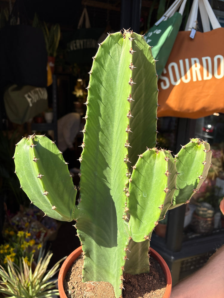 Euphorbia ingens ‘Canarias’ with tall, columnar green stems and prominent spiny ridges, displayed in a nursery pot at Urban Tropicana plant shop, Chiswick, London