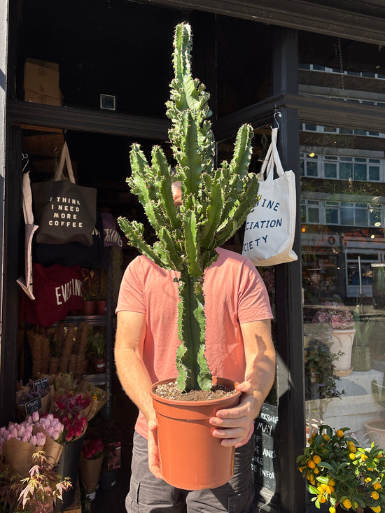 Euphorbia ingens ‘Marmorata’ outside Urban Tropicana plant shop in Chiswick, London