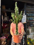 Euphorbia ingens ‘Marmorata’ outside Urban Tropicana plant shop in Chiswick, London