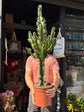 Euphorbia ingens ‘Marmorata’ outside Urban Tropicana plant shop in Chiswick, London