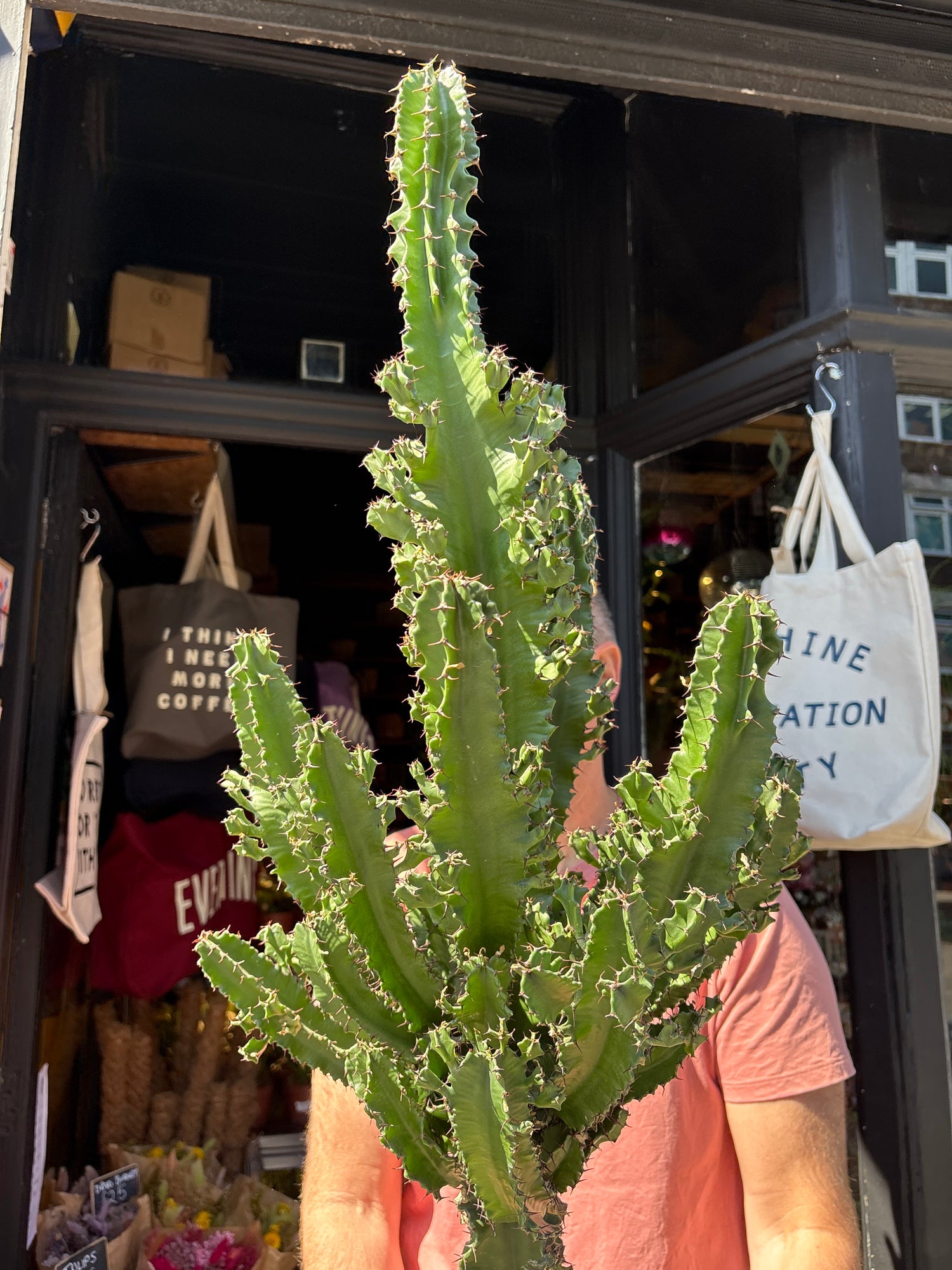 Euphorbia ingens ‘Marmorata’ outside Urban Tropicana plant shop in Chiswick, London