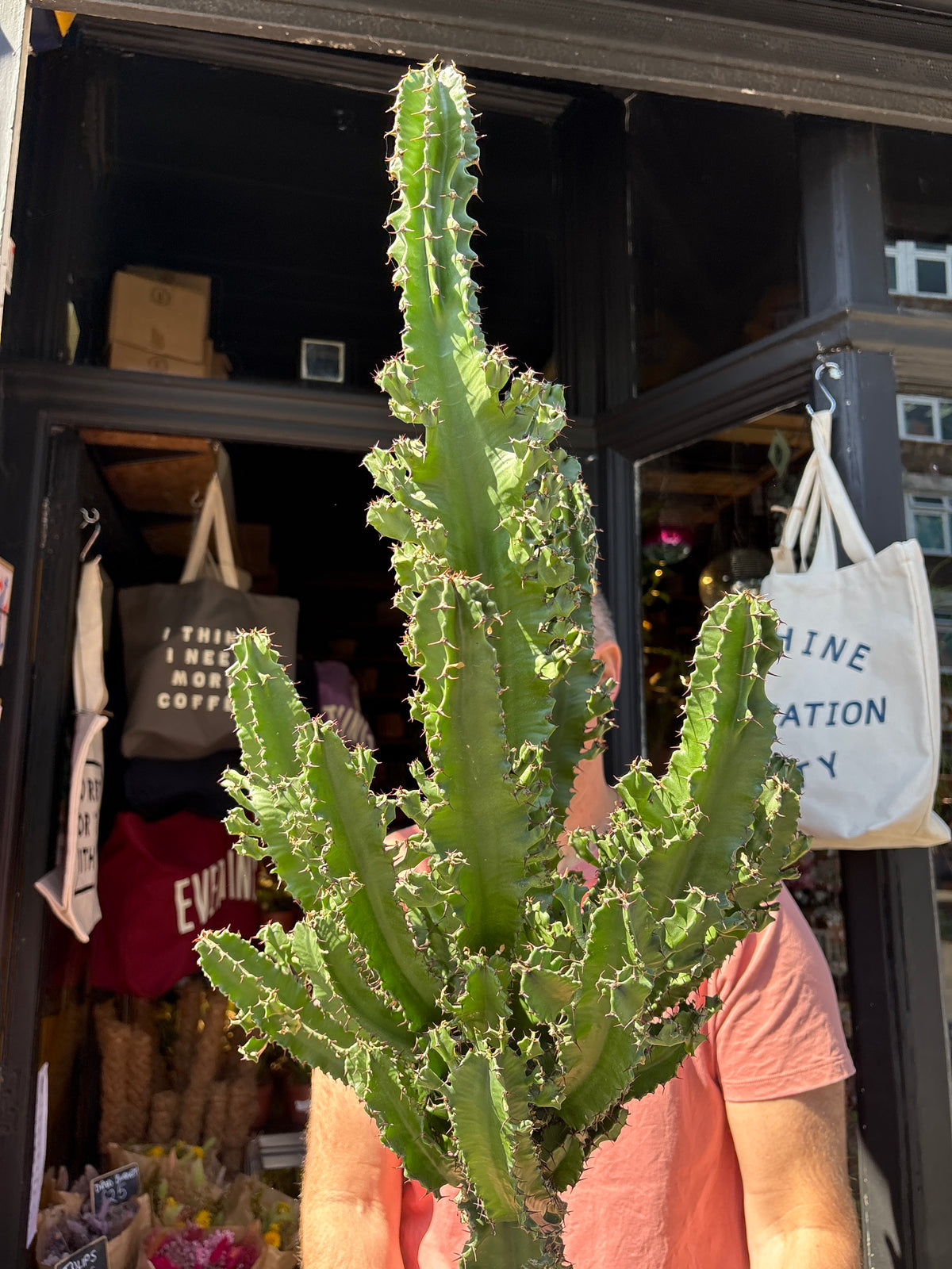 Euphorbia ingens ‘Marmorata’ outside Urban Tropicana plant shop in Chiswick, London