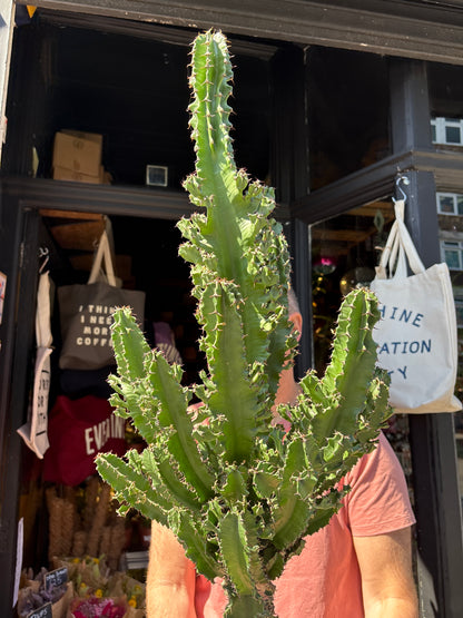 Euphorbia ingens ‘Marmorata’ outside Urban Tropicana plant shop in Chiswick, London