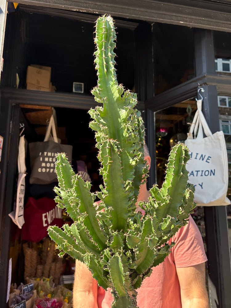 Euphorbia ingens ‘Marmorata’ outside Urban Tropicana plant shop in Chiswick, London