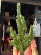 Euphorbia ingens ‘Marmorata’ outside Urban Tropicana plant shop in Chiswick, London