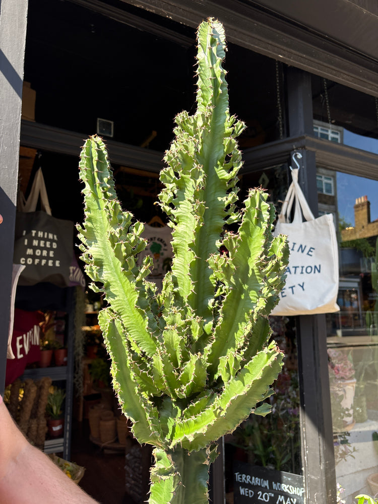 Euphorbia ingens ‘Marmorata’ outside Urban Tropicana plant shop in Chiswick, London