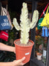 Euphorbia ingens ‘Marmorata A’ succulent in 24cm pot outside Urban Tropicana plant shop in Chiswick, London