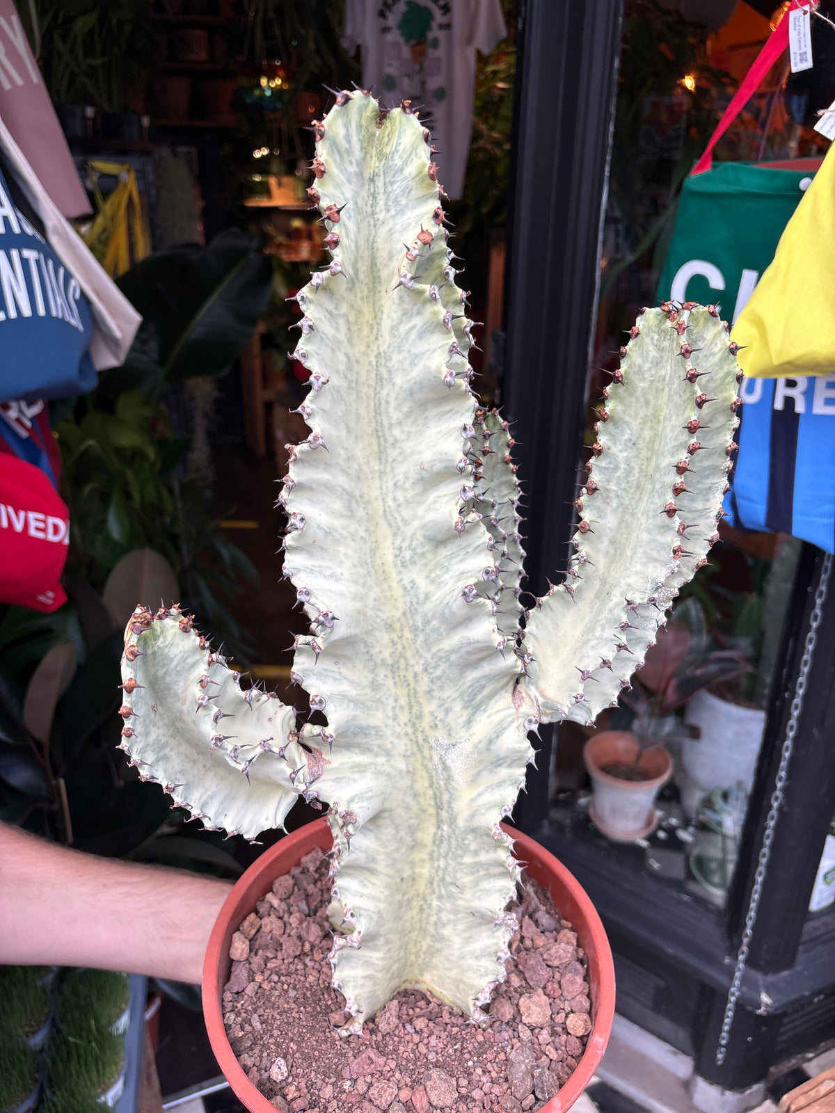 Euphorbia ingens ‘Marmorata A’ succulent in 24cm pot outside Urban Tropicana plant shop in Chiswick, London