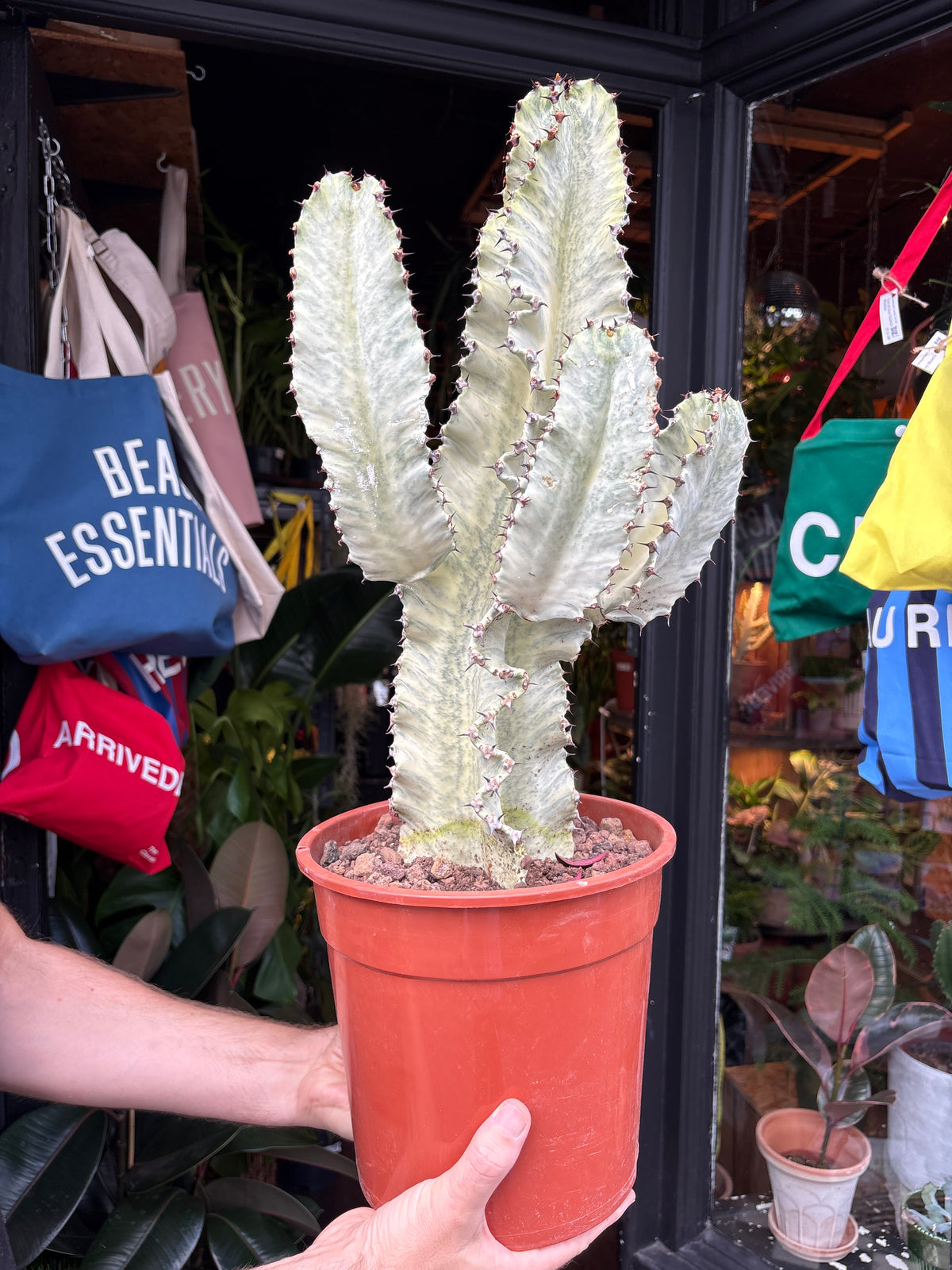Euphorbia ingens ‘Marmorata A’ succulent in 24cm pot outside Urban Tropicana plant shop in Chiswick, London
