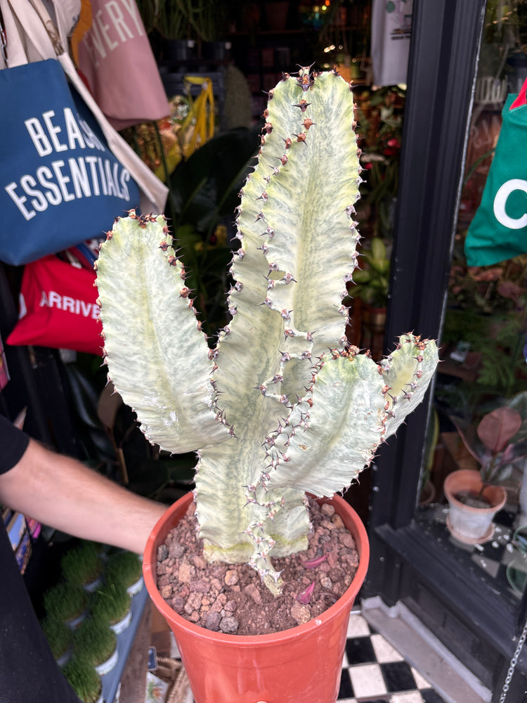 Euphorbia ingens ‘Marmorata A’ succulent in 24cm pot outside Urban Tropicana plant shop in Chiswick, London