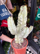 Euphorbia ingens ‘Marmorata A’ succulent in 24cm pot outside Urban Tropicana plant shop in Chiswick, London