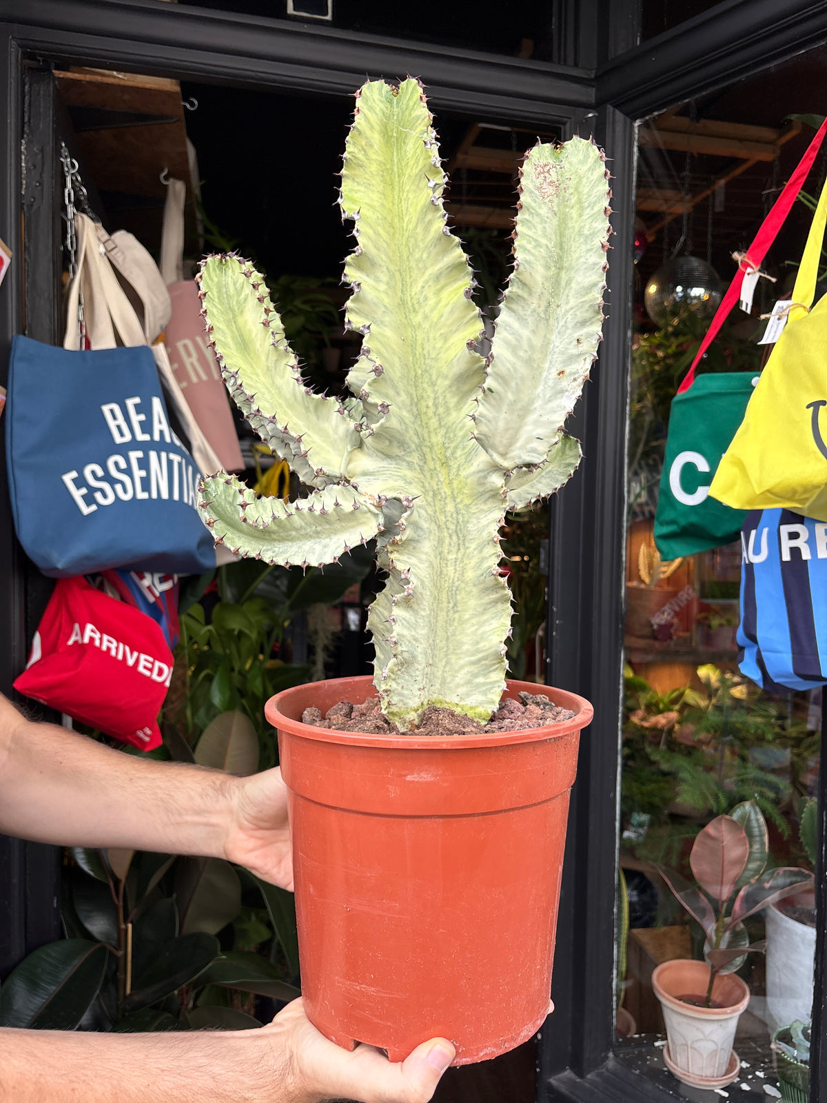 Euphorbia ingens ‘Marmorata B’ succulent in 24cm pot outside Urban Tropicana plant shop in Chiswick, London