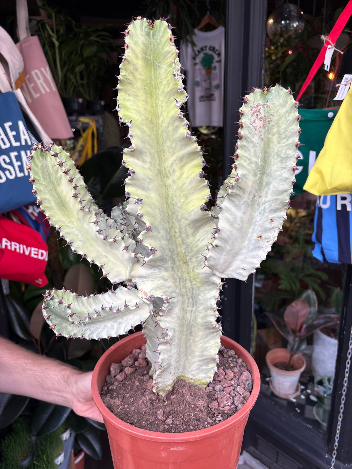 Euphorbia ingens ‘Marmorata B’ succulent in 24cm pot outside Urban Tropicana plant shop in Chiswick, London