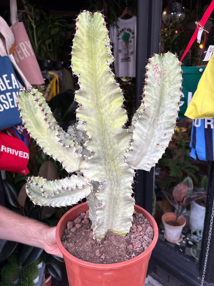 Euphorbia ingens ‘Marmorata B’ succulent in 24cm pot outside Urban Tropicana plant shop in Chiswick, London