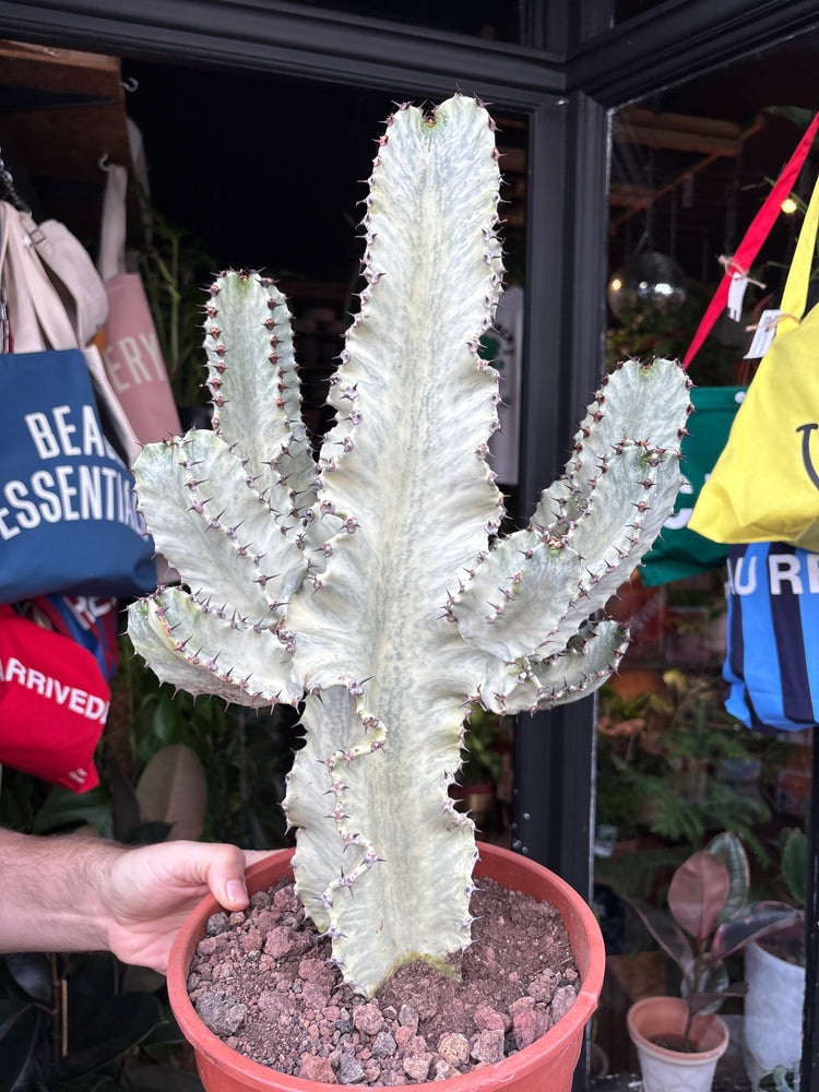 Euphorbia ingens ‘Marmorata B’ succulent in 24cm pot outside Urban Tropicana plant shop in Chiswick, London