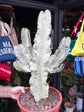 Euphorbia ingens ‘Marmorata B’ succulent in 24cm pot outside Urban Tropicana plant shop in Chiswick, London