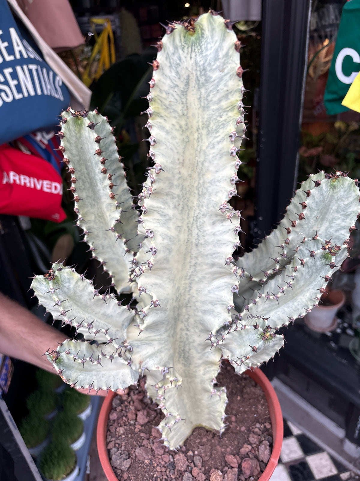 Euphorbia ingens ‘Marmorata B’ succulent in 24cm pot outside Urban Tropicana plant shop in Chiswick, London